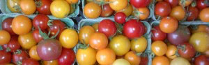 Tomates cerises biologiques locales