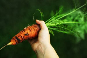 Freshly Picked Organic Carrot