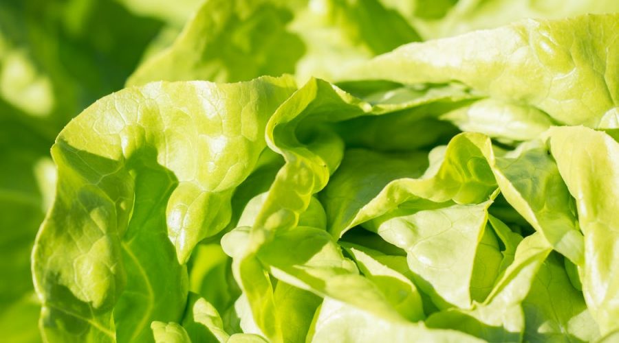 Hydroponics, Local Lettuce and the Organic Debate