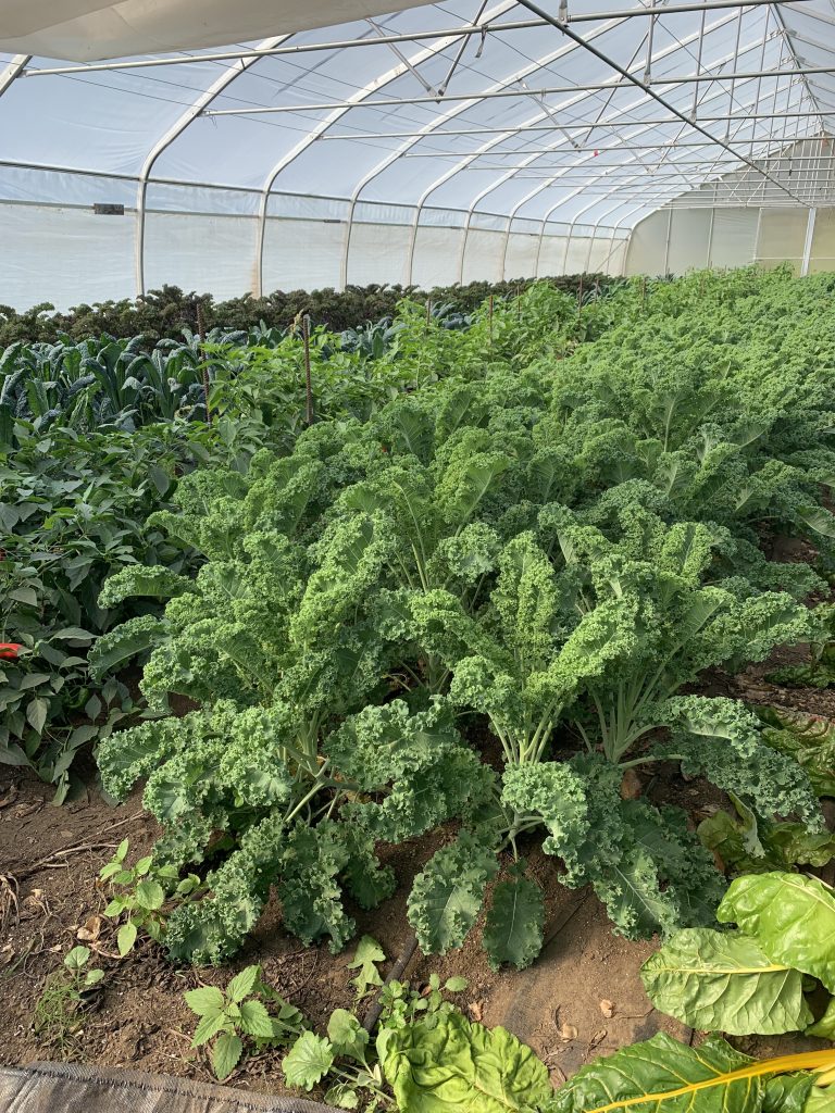 Greenhouses near Ottawa